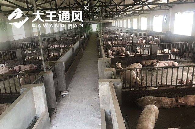 工業(yè)風(fēng)扇為豬圈通風(fēng)降溫提高生豬的養(yǎng)殖密度