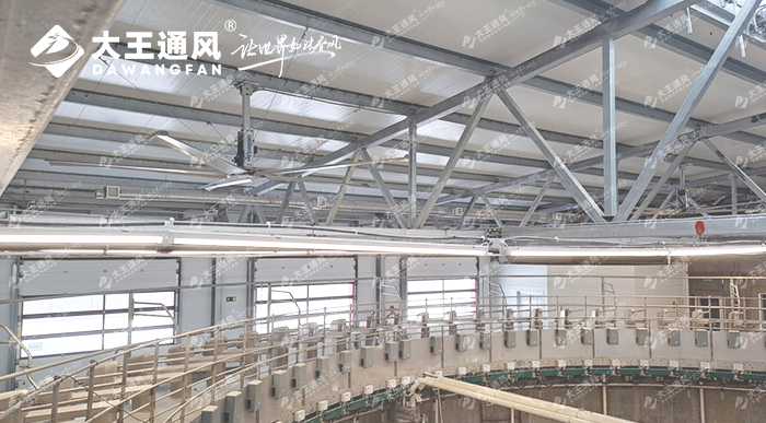 大王通風(fēng)助力俄羅斯牛場畜牧養(yǎng)殖