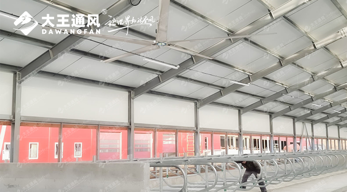 大王通風(fēng)助力俄羅斯牛場畜牧養(yǎng)殖
